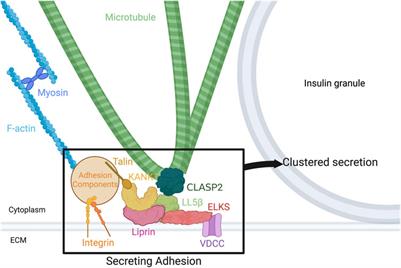 Insulin secretion hot spots in pancreatic β cells as secreting adhesions